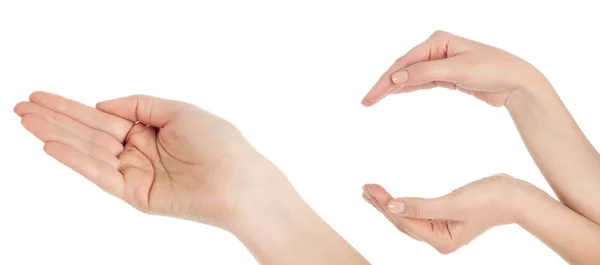 güzel kadın eli, palmiye up close-up. beyaz b izole