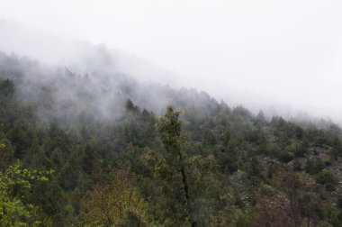 Dağ orman sis 