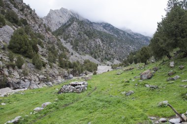 Kırgızistan'daki koyun kalem 