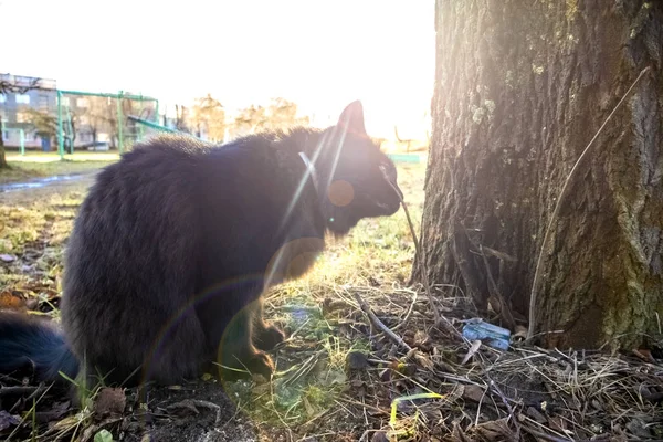 Cat on a walk sniffing a twig — Stock Photo, Image