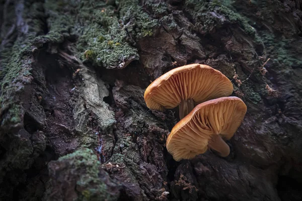 Flammulina velutipes champignon orange comestible poussant sur un arbre — Photo