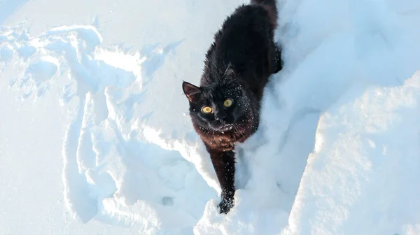 Gato preto joga na neve — Fotografia de Stock
