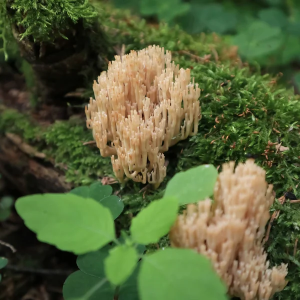 森林中的角形蘑菇自然宏观 — 图库照片