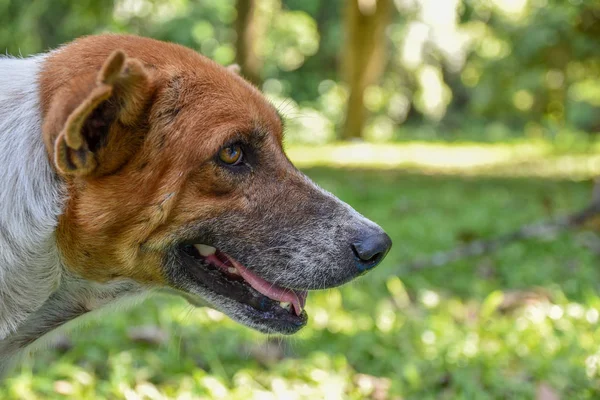 Köpeğin yüzü kenarda..