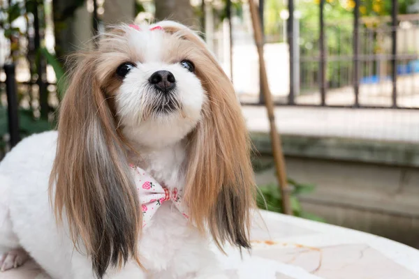 Şirin köpek Shih Tzu, sahibine şüpheyle bakıyor..
