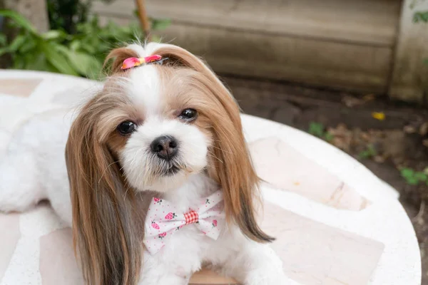 Şirin Shih Tzu, köpek sahibine uykusuzca bakıyor.. — Stok fotoğraf