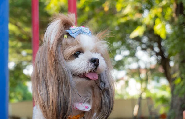 Pequena raça de cão bonito . — Fotografia de Stock