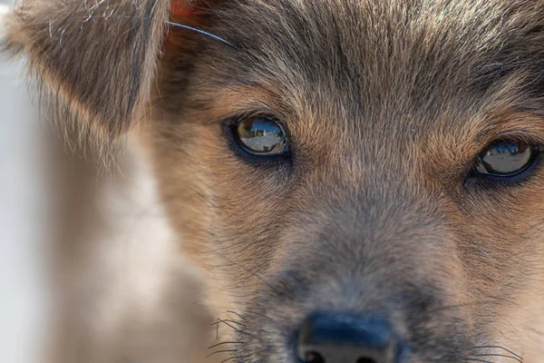 Köpek suratlının kameraya bakışını yakından çek..