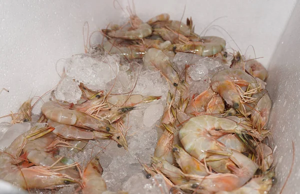 Fresh shrimp soaked in ice in a foam crate.