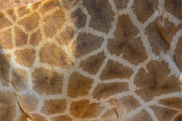 Close up of a giraffe skin pattern. — Stock Photo, Image