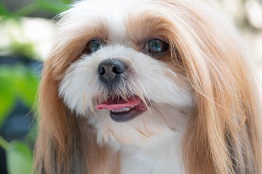 Şirin Shih Tzu 'nun yüzünü yakından çek. Köpek heyecanla sahibine baktı..
