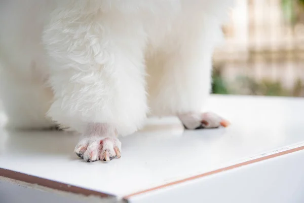 Shih Tzu 'nun bacakları ve ayak bileği kesimi çok tatlı görünüyor..