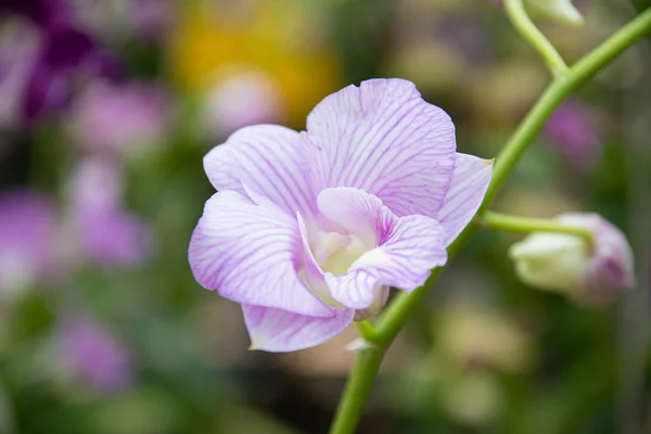 Güzel açık mor orkidelerin yakın çekimi.