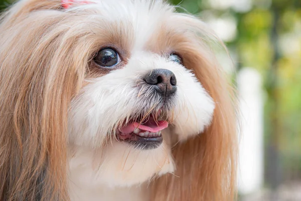 Şirin Shih Tzu 'nun yüzünü yakından çek. Köpek sahibine baktı.