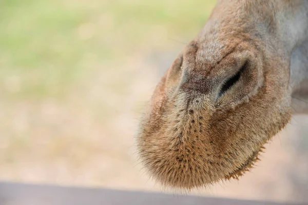 Close-up of a giraffe's nose. — Stock Photo, Image