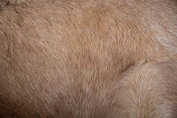 At kıllarının ve arkaplan görüntülerinin ya da dokusunun yakın çekimi.