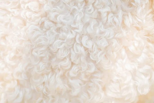 Close-up of sheep's skin and fur and as a background image. — 스톡 사진