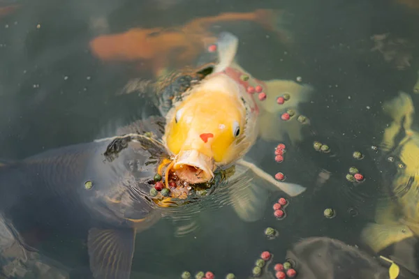 Fantaisie carpe poisson manger granulés nourriture pour animaux de compagnie . — Photo