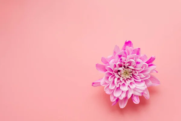 Pink chrysanthemum flower on pink pastel background. Template for bloggers and designers on the holiday of mother\'s day, March 8 and birthday. Flatlay, copyspace