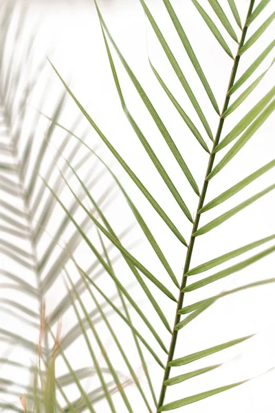 abstract background of shadows palm leaves on a white wall. tropical coconut palm leaves isolated on white background