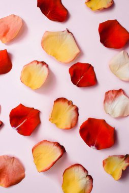 Multi-colored red, yellow, delicate rose petals on a pink pastel background. Flat lay, pattern, top view, verical