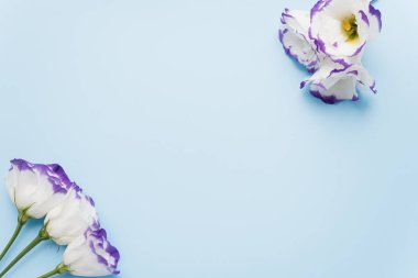 Frame of eustoma on pink pastel background. Spring flowers. Spring background. Greeting card for Valentine. Spring flowers. Blue roses on pastel background. Flat lay.