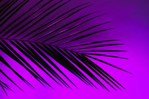 Dunne Blad Van Een Robelini Palmboom Neon Roze Paars Blauw — Stockfoto