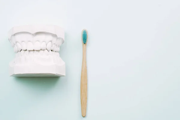 Искусственная Модель Челюсти Зубная Щетка Понятие Правильно Чистить Зубы Bamboo — стоковое фото
