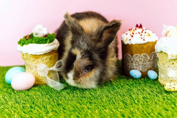 一只毛茸茸的棕色小兔子 背景是草 背景是粉红的 与复活节蛋糕一起吃糖霜 复活节贺卡 — 图库照片