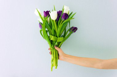 Mavi arka planda bir buket lale. Birisi güzel çiçekler tutuyor..