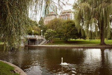 Boston, Massachusetts 'in Back Bay mahallesindeki Boston Halk Bahçesi' nde bir gölette kuğu..