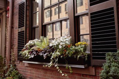 Boston, Massachusetts 'teki Beacon Hill' in tarihi muhitinde çiçekçilerle birlikte kahverengi taştan dış görünüşün ayrıntıları..