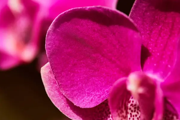 Macro Detail Pink Orchid Flower Head Orchidaceae Phalaenopsis — Stock Photo, Image