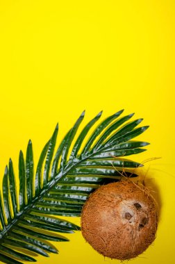Hindistan cevizi ve palmiye yaprakları sarı arka planda yatar.. 
