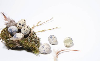 Beyaz arka planda kuş yuvasında küçük bıldırcın yumurtaları var. Yakınlarda küçük bıldırcın yumurtaları, bir kabuk ve tüyler var. Yatay görünümü izole et