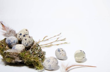 Beyaz arka planda kuş yuvasında küçük bıldırcın yumurtaları var. Yakınlarda küçük bıldırcın yumurtaları, bir kabuk ve tüyler var. Yatay görünümü izole et