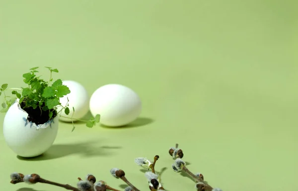 Growing lemon balm in an egg shell. Easter decoration with green sprouts of lemon balm in a cute egg shell on a light green background, next to it are willow twigs and two chicken white eggs. Spring holiday background. Monochrome, hard shadows.