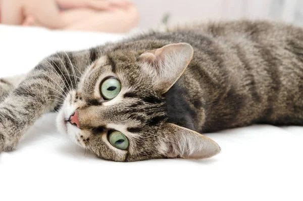 Lindo Gato Doméstico Estira Cama Mirando Cámara —  Fotos de Stock