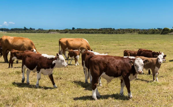 Hereford kudde Nieuw-Zeeland — Stockfoto