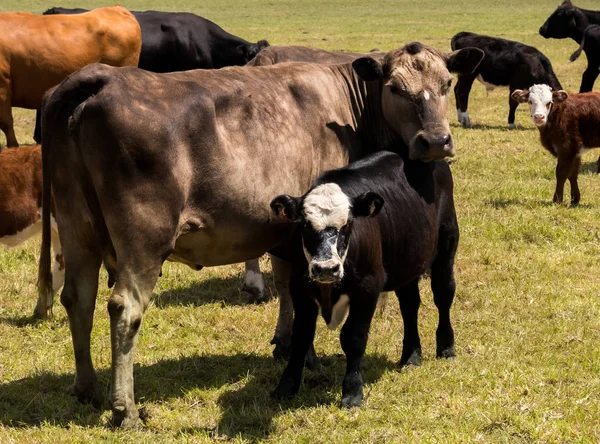 Murray Gery Cow — Stock Photo, Image