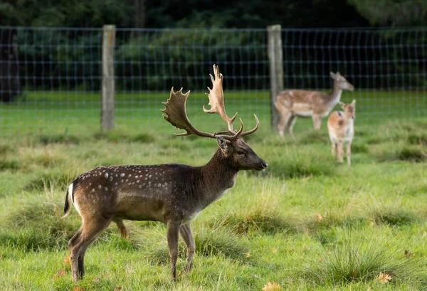 Buck Fallow Veado — Fotografia de Stock