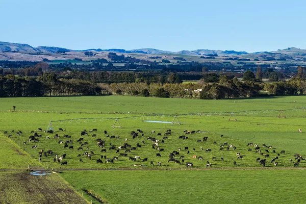 Dairy Farming New Zealand — Stock Photo, Image