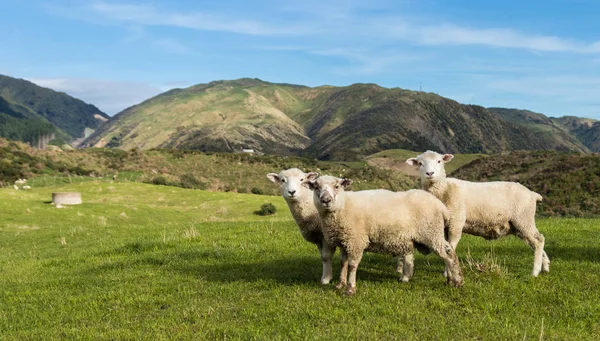 Tres ovejas de Nueva Zelanda — Foto de Stock