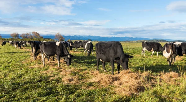Neuseeland-Kühe füttern — Stockfoto