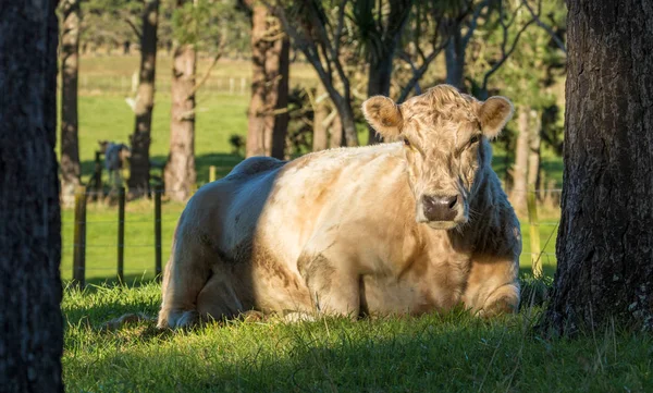 Charolais krávy odpočívající — Stock fotografie