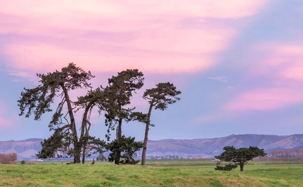 Old Pine Trees — Stock Photo, Image