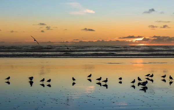 Birds of Foxton Beach — Stock Photo, Image