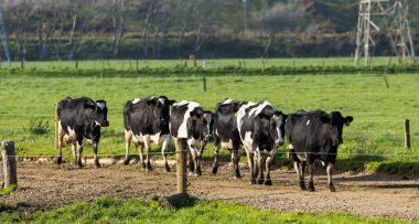 Yeni Zelanda inekler