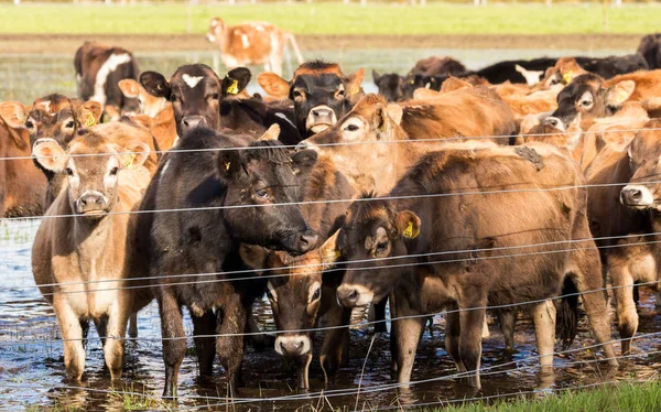 Jersey Heifers inundado — Foto de Stock