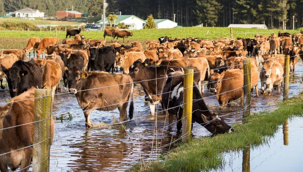 Flooded Heifers Jersey — Stock Photo, Image